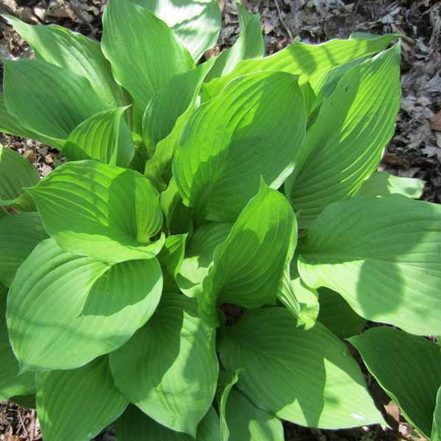 Hosta 'Undulata', Wavy Plantain Lily, Variegated Wavy Plantain Lily, Shade perennials, Plants for shade, Hosta Undulata var. Albomarginata, Hosta Undulata var. Erromena,Hosta Undulata var. Undulata, Hosta Undulata var. Univittata